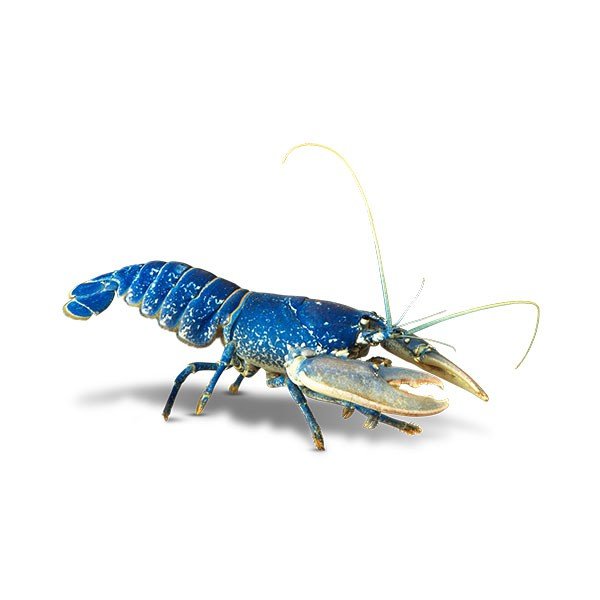 Crayfish